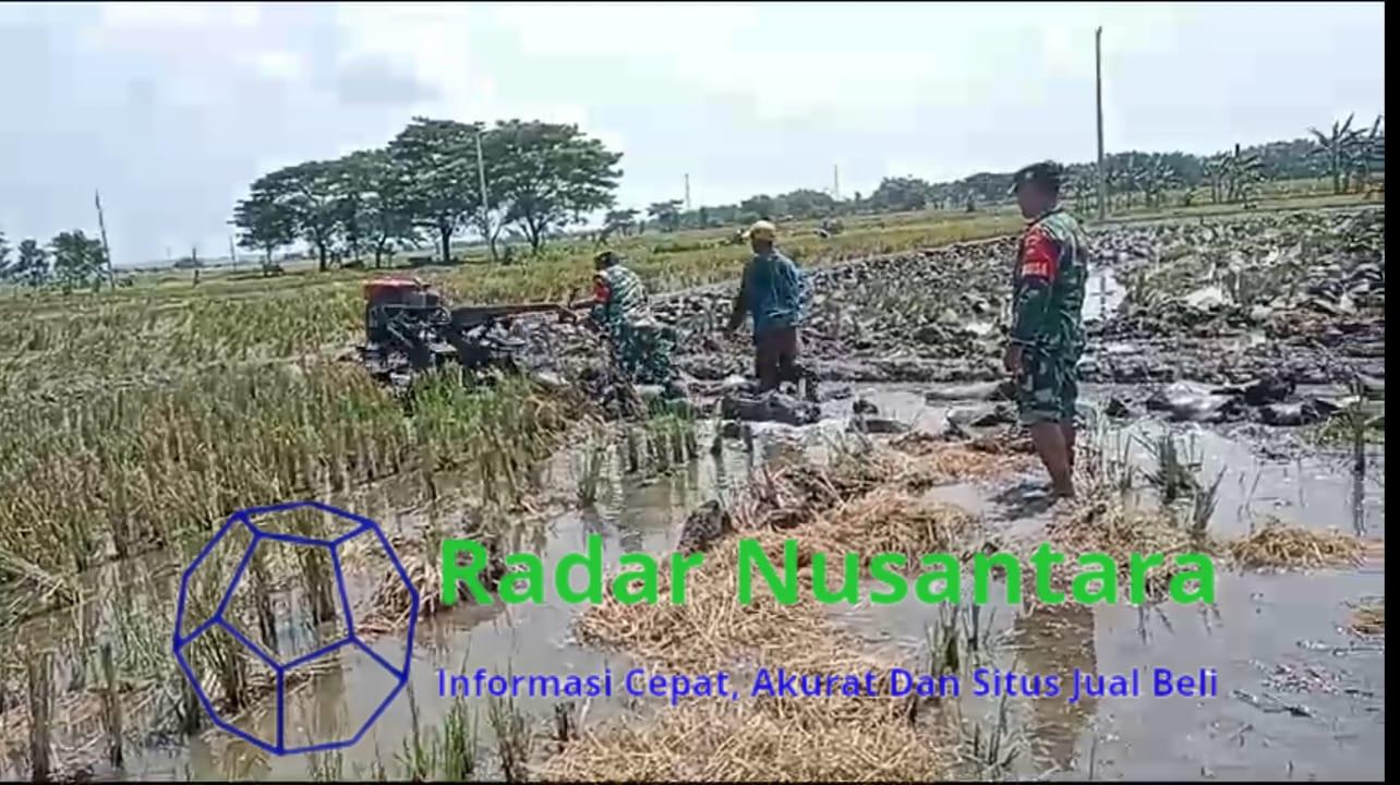Babinsa Dampingi Petani Bajak Sawah Gotong Royong Menuju Swasembada Pangan