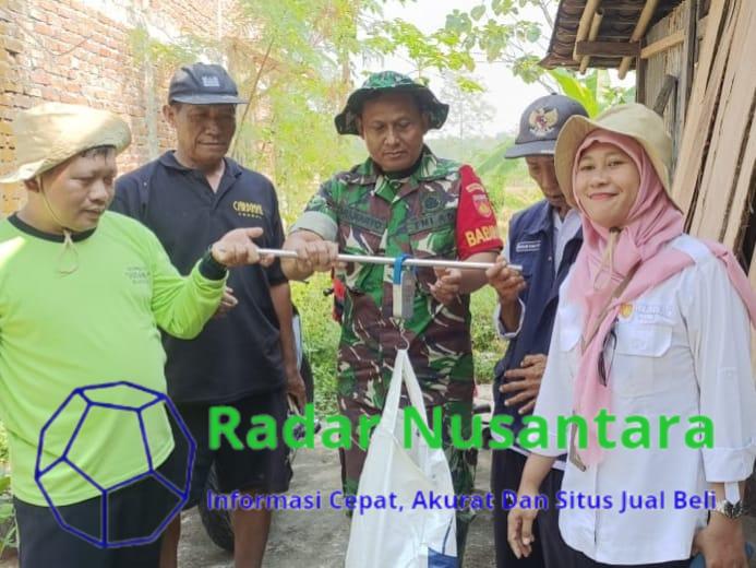 Babinsa Nogosari Dampingi Kegiatan Ubinan untuk Prediksi Hasil Panen Padi