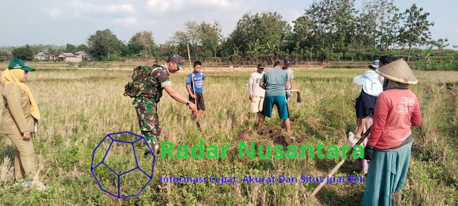 Gropyok Tikus, Babinsa Bersama Warga Desa Kemusu Lindungi Tanaman Padi