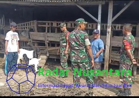 Babinsa Pantau Perkembangan Ternak Kambing, Wujud Pendampingan