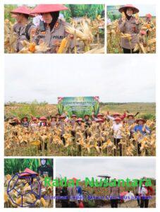 Panen Perdana Jagung Demplot Presisi Polres Landak di Desa Amboyo Inti