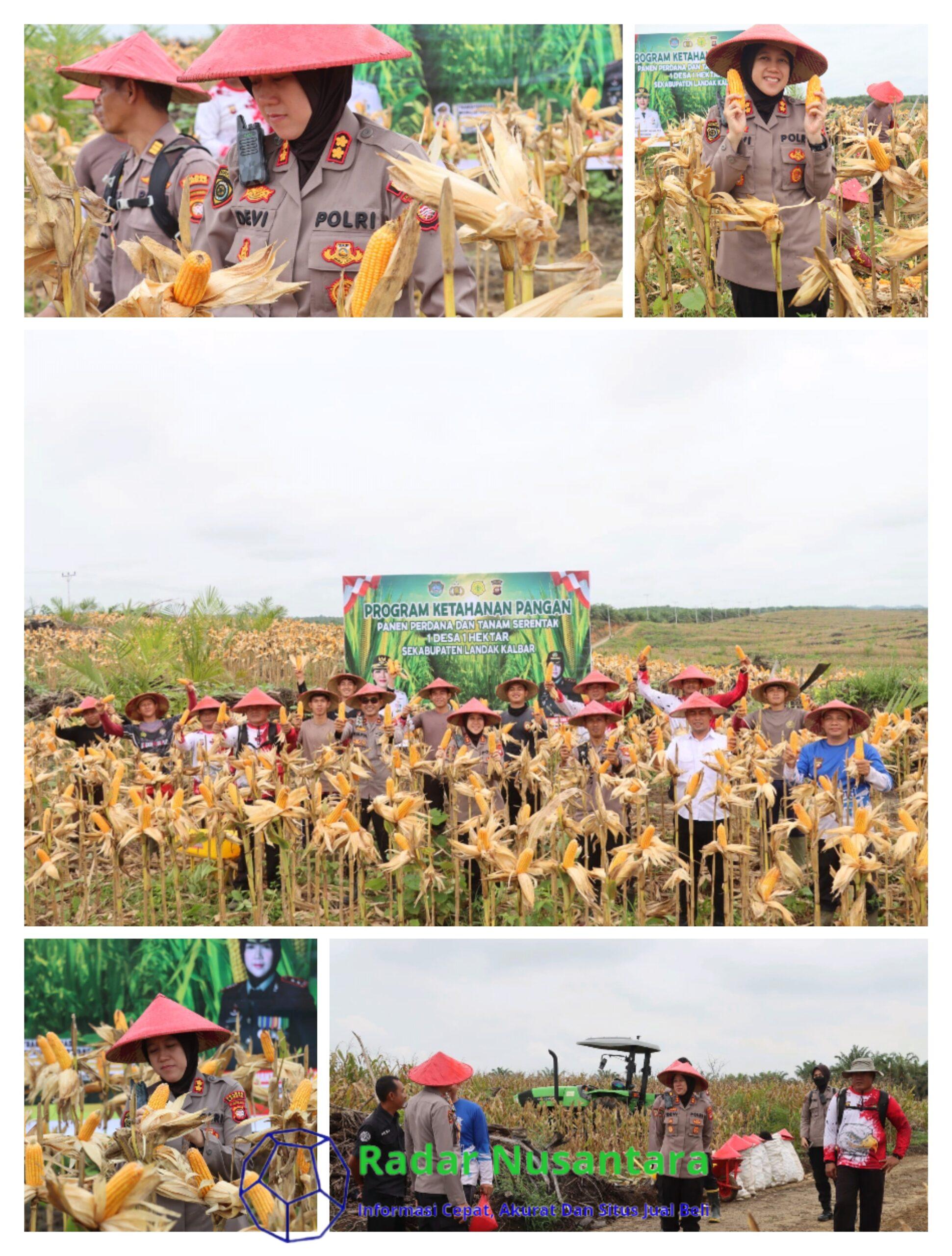 Panen Perdana Jagung Demplot Presisi Polres Landak di Desa Amboyo Inti