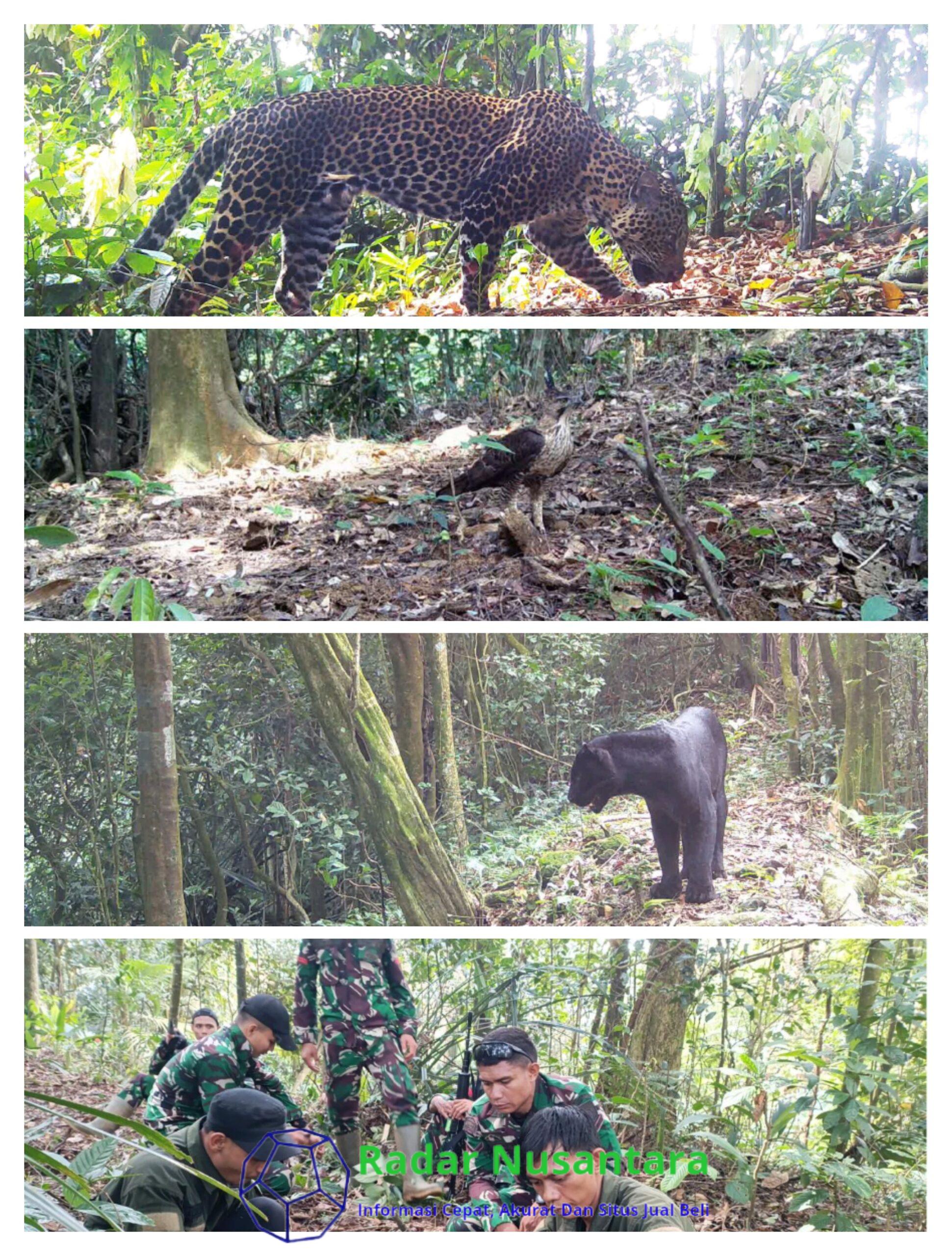 Ekspedisi Macan Tutul Jawa di Sanggabuana Catat Temuan Penting, TNI AD Perkuat Kiprah Pelestarian Alam